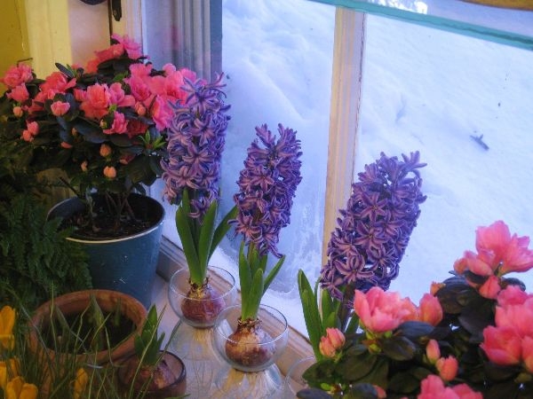 Indoor Gardening Winter Ideas Indoor Gardening Winter Ideas