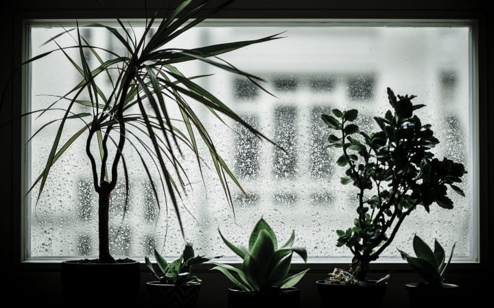 indoor house plants are not picky indoor house plants are not picky
