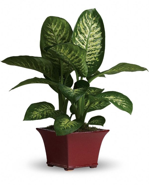 Indoor House Plants For Sale Indoor House Plants For Sale