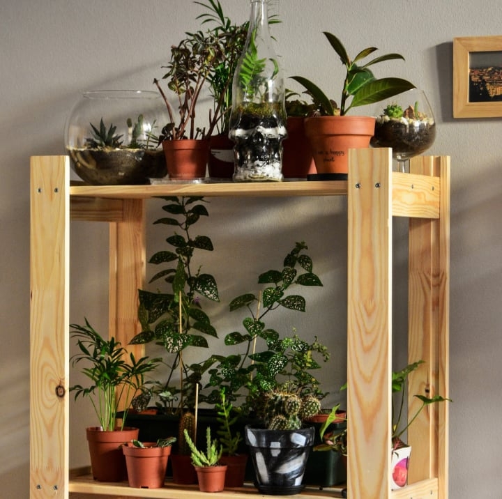 indoor house plants on stand