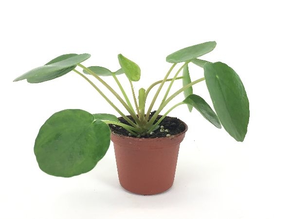 Indoor House Plants Indoor House Plants