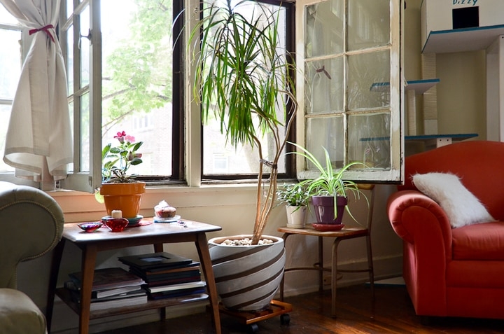 indoor living room plants indoor living room plants