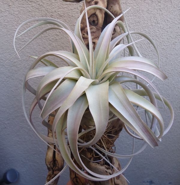 Indoor Tropical House Plants Indoor Tropical House Plants