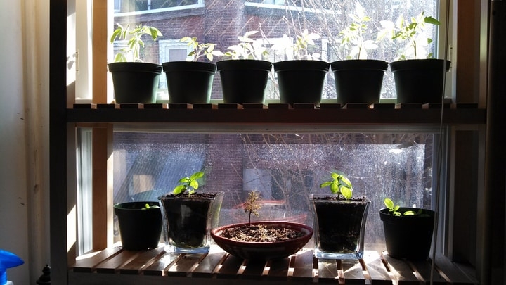 indoor windowsill vegetable garden indoor windowsill vegetable garden