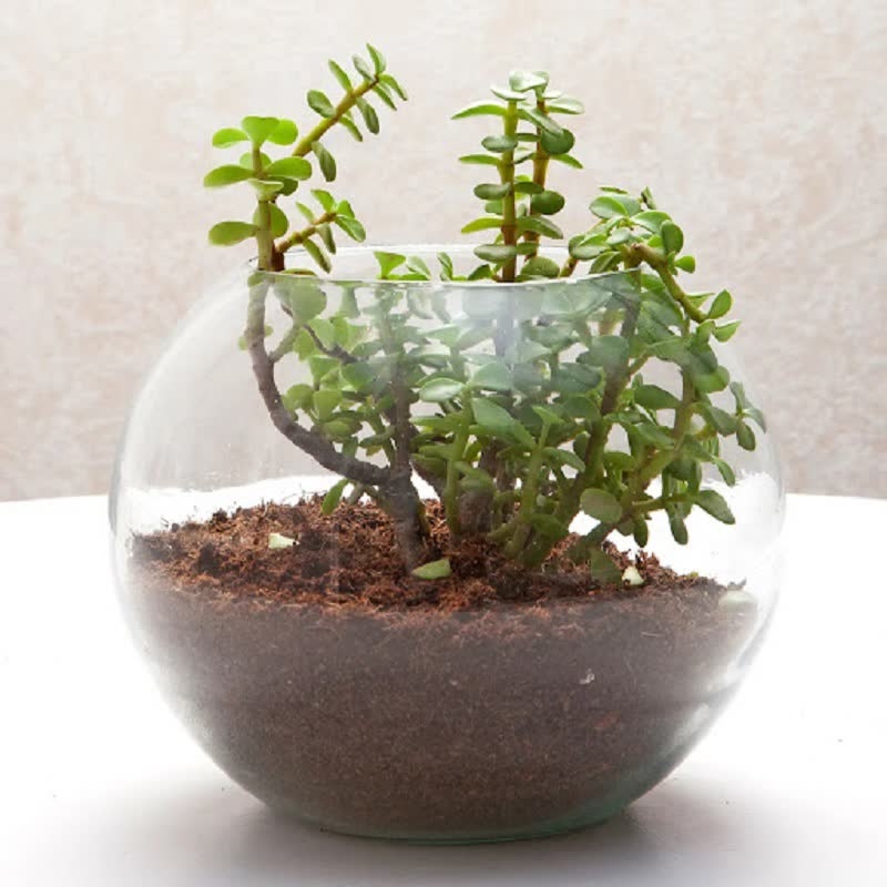 terrario de plantas de jade