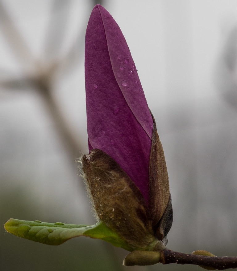 jane magnolia flowering tree jane magnolia flowering tree