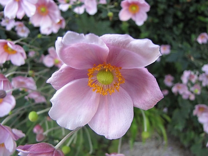 japanese anemone dry shade plants japanese anemone dry shade plants