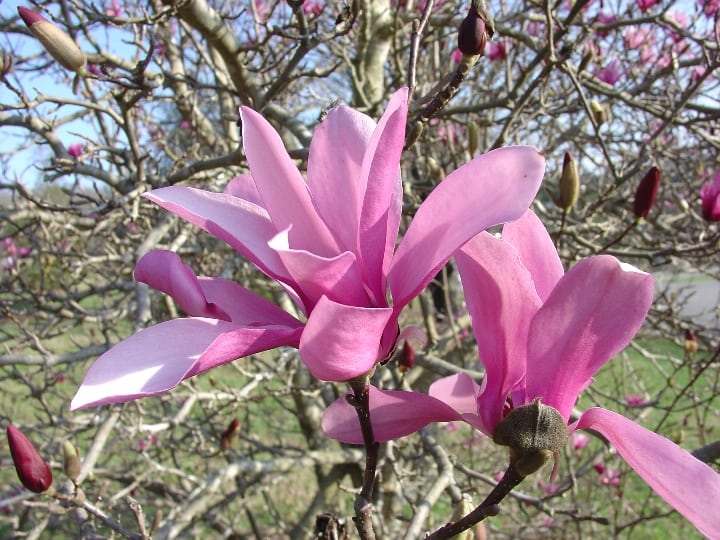 japanese magnolia tree japanese magnolia tree