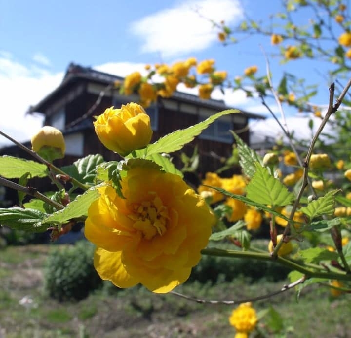 japanese rose dry shade plant japanese rose dry shade plant