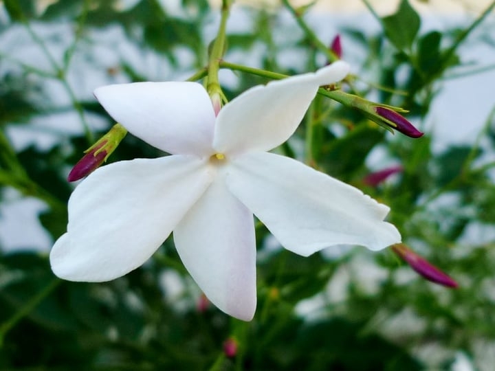 jasmine indoor plant jasmine indoor plant