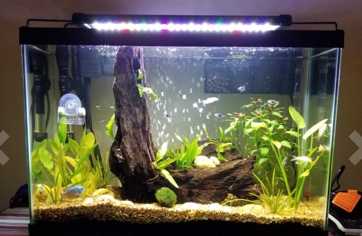 java fern as mid ground plant in aquarium java fern as mid ground plant in aquarium