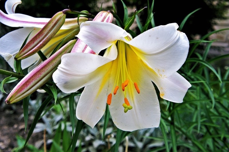june fragrance lily flower june fragrance lily flower