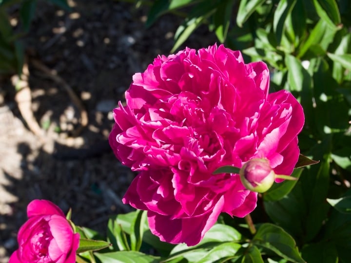 karl rosenfield peony karl rosenfield peony