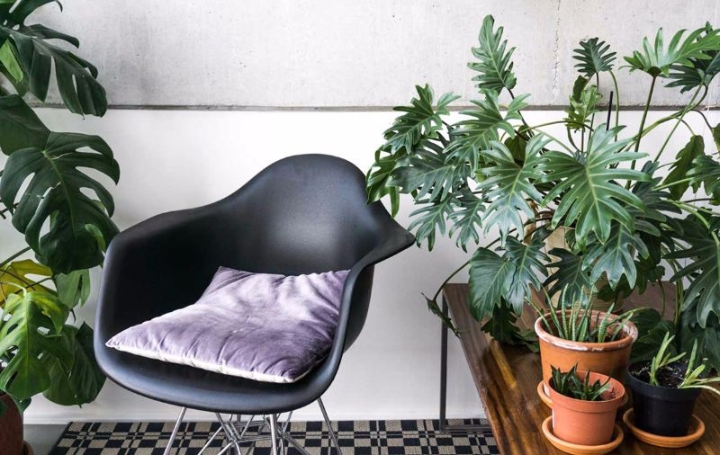 lacy tree best indoor plants lacy tree best indoor plants