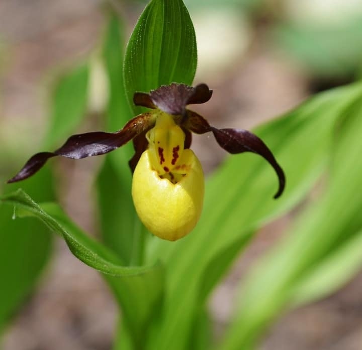 ladys slipper orchid part shade plants ladys slipper orchid part shade plants