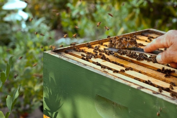 langstroth hive langstroth hive
