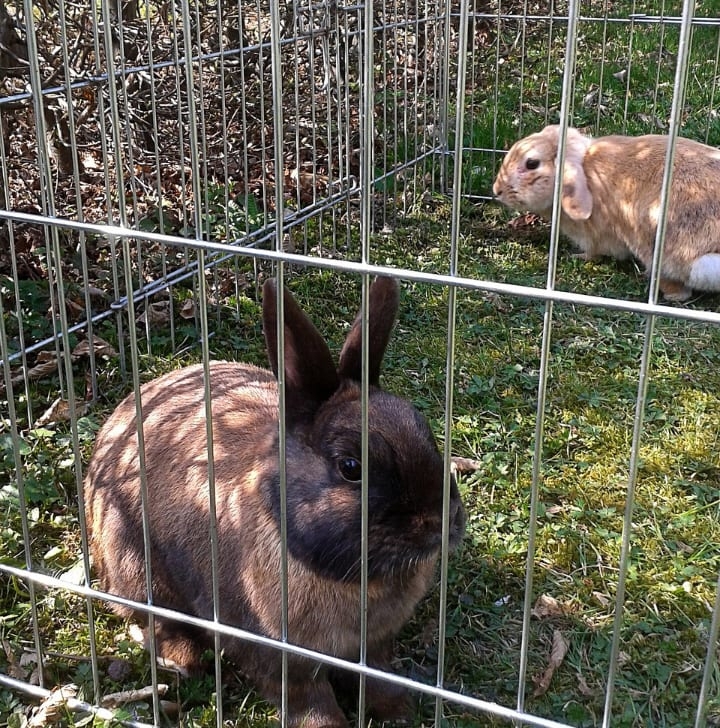large bunny cage outside large bunny cage outside