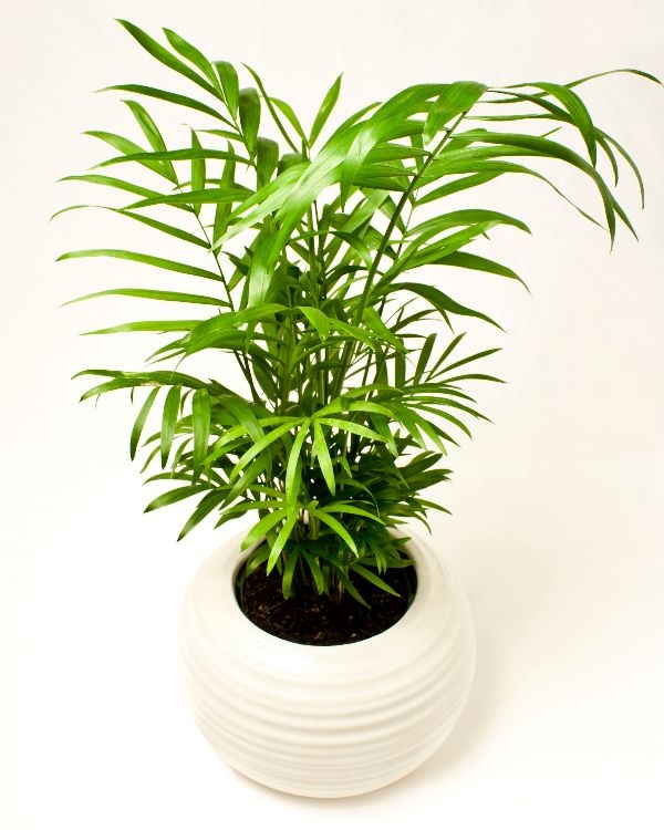 Large House Plants For Sale Large House Plants For Sale