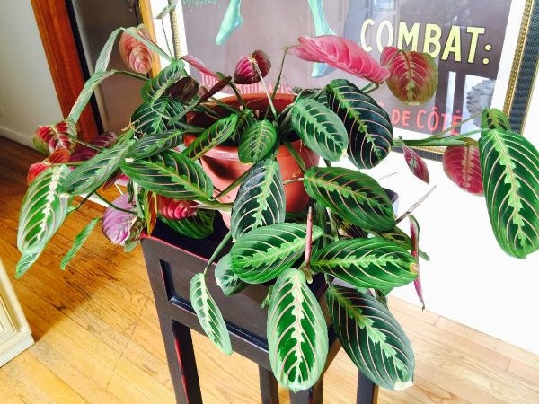 Large House Plants Prayer Plant Large House Plants Prayer Plant