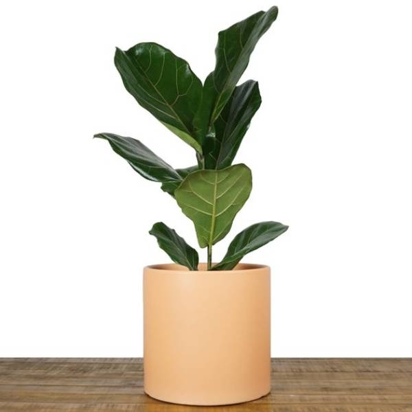 Large Plant Pots Large Plant Pots