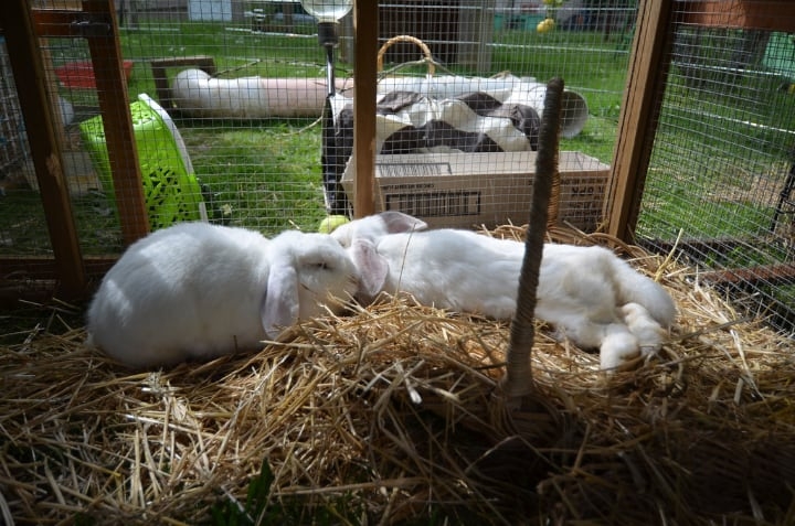 large rabbit cage so bunnies can hop large rabbit cage so bunnies can hop