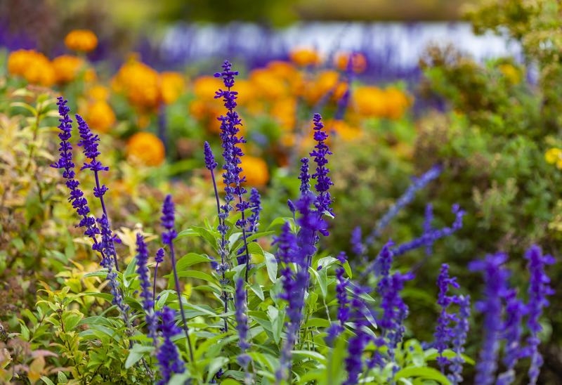 lavender perennial flower lavender perennial flower