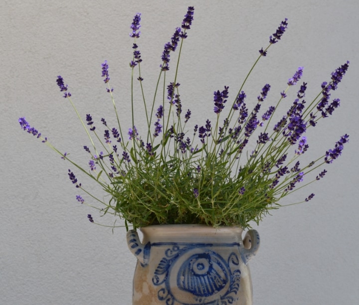lavender plant at home lavender plant at home