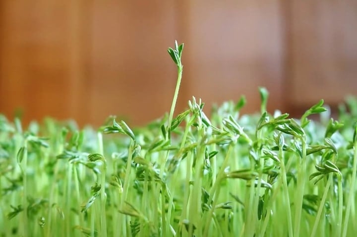 lentil microgreens lentil microgreens