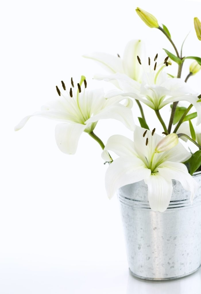 lilies in pot lilies in pot