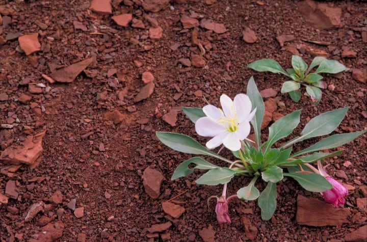 lily flower soil lily flower soil