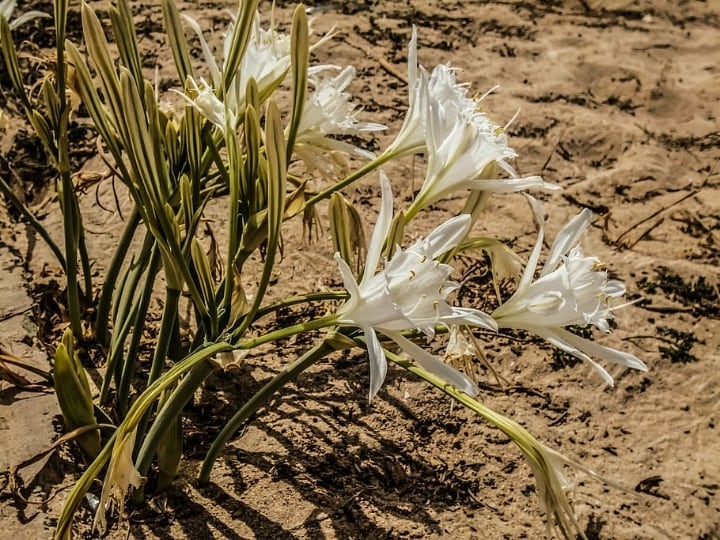 lily flowers growing on the ground lily flowers growing on the ground