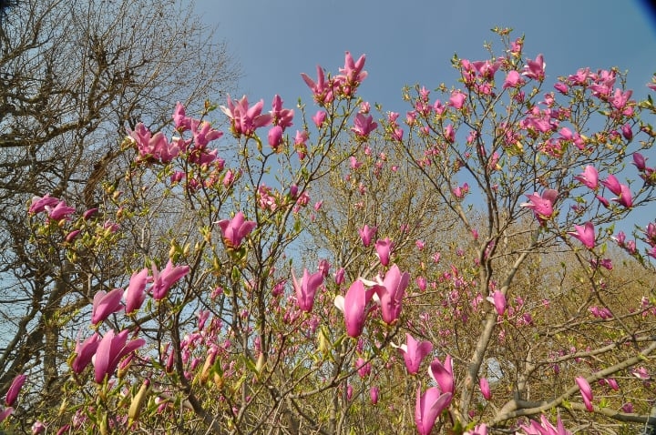 lily magnolia tree lily magnolia tree