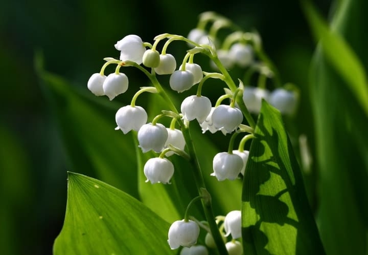 lily of the valley dry shade plants lily of the valley dry shade plants