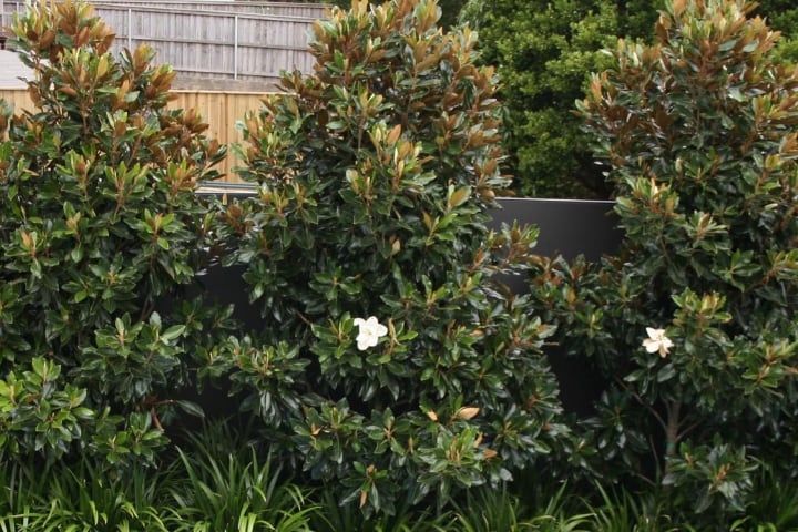 little gem magnolia trees little gem magnolia trees