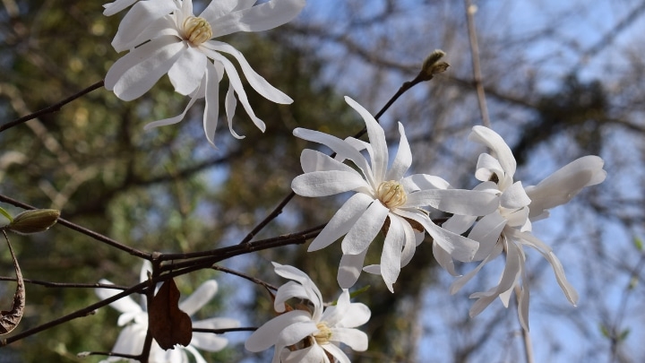 loebner magnolia tree flowers loebner magnolia tree flowers