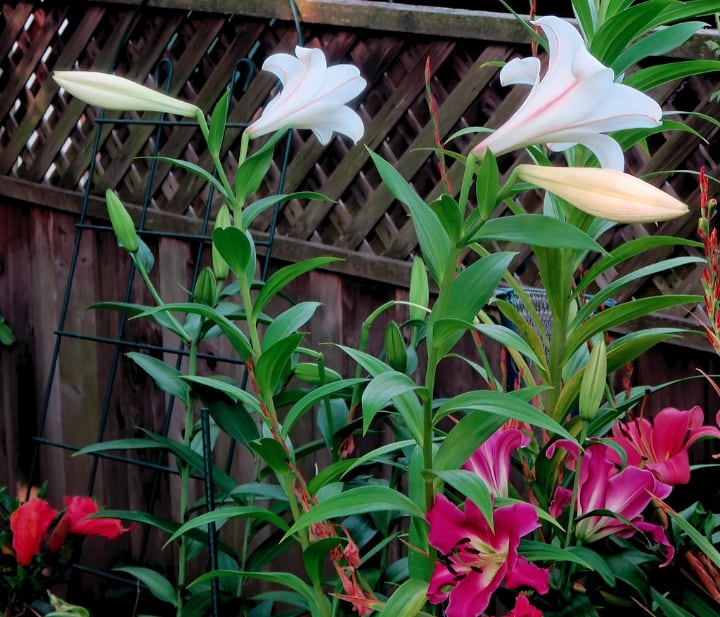 longiflorum hybrid lily flowers longiflorum hybrid lily flowers