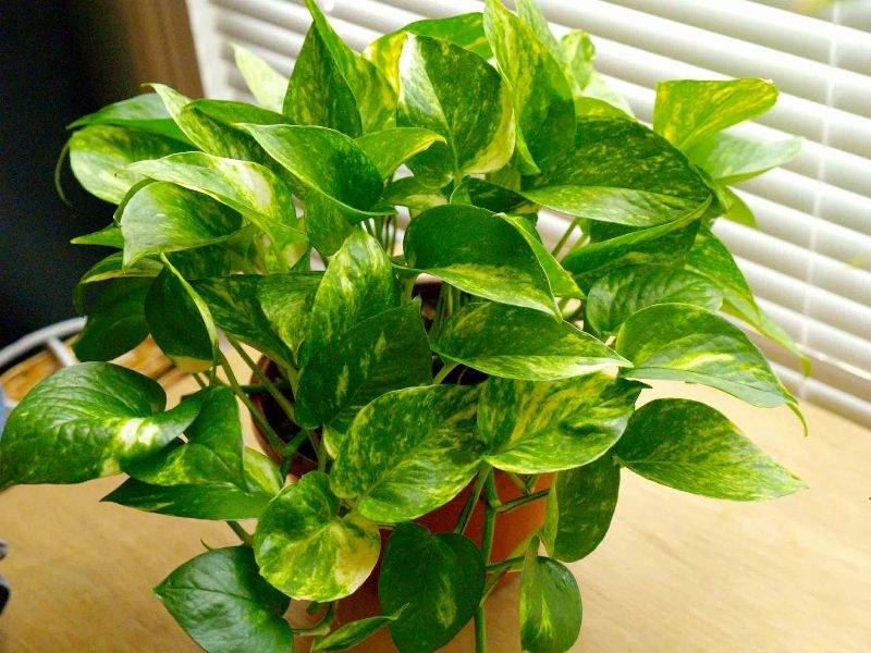 Low Maintenance Indoor Plants Low Maintenance Indoor Plants