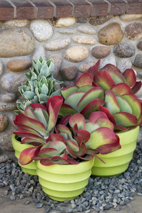 Low Water Succulents Low Water Succulents