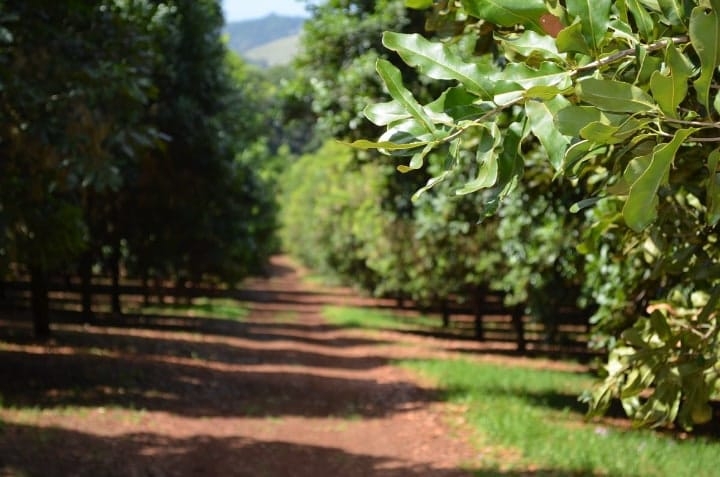 macadamia tree provides shade to coffee plants macadamia tree provides shade to coffee plants