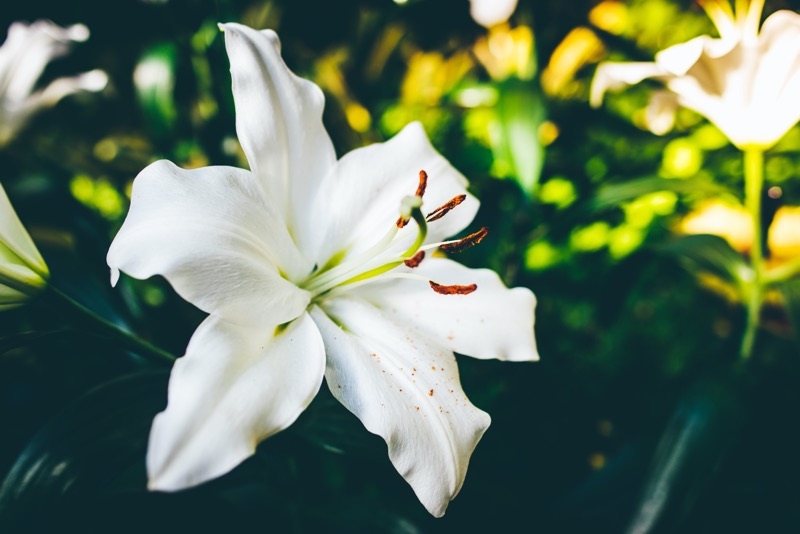 madonna lily madonna lily
