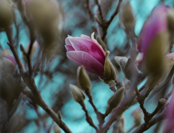 magnolia ann tree magnolia ann tree