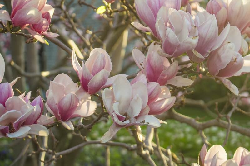 magnolia flower magnolia flower