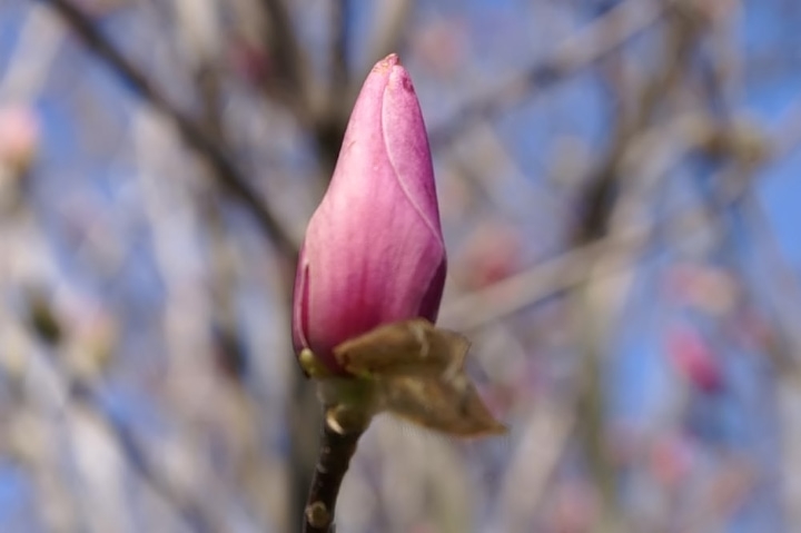magnolia jane tree magnolia jane tree