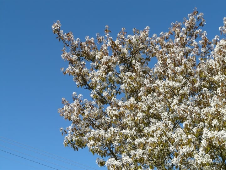 magnolia stellata tree medium sized magnolia stellata tree medium sized