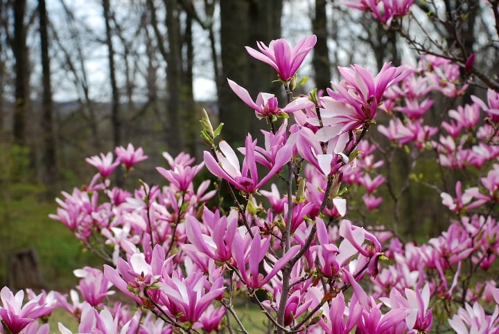 magnolia susan tree magnolia susan tree