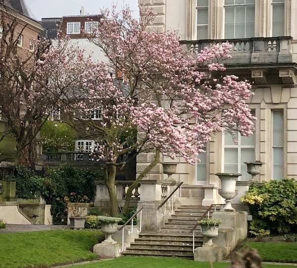 magnolia tree landscpaing idea magnolia tree landscpaing idea