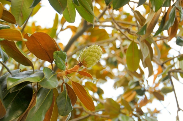 magnolia tree leaves magnolia tree leaves