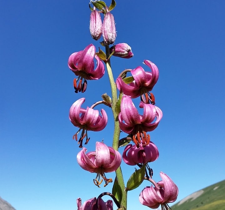 martagon lily flower hybrids martagon lily flower hybrids