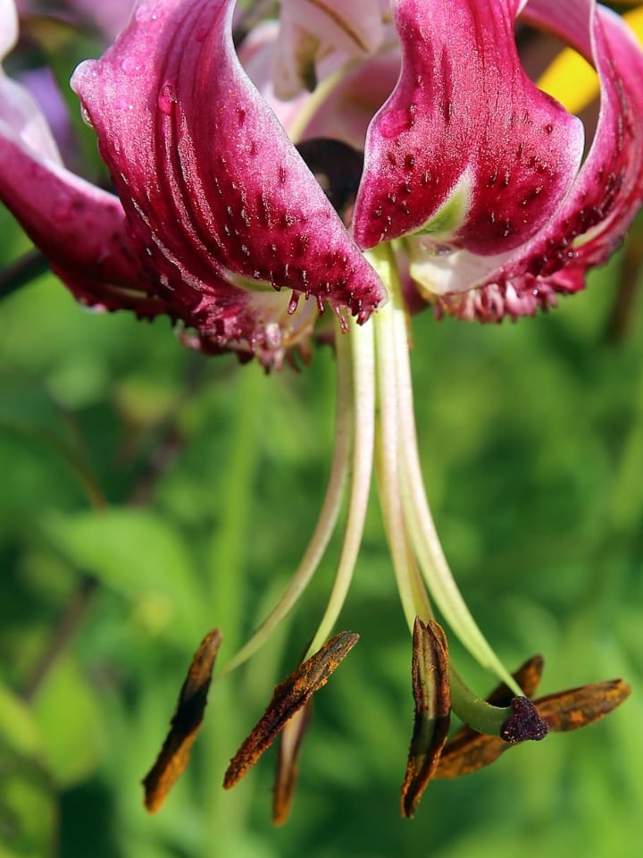martagon lily flower martagon lily flower