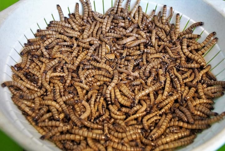 mealworms for sale mealworms for sale